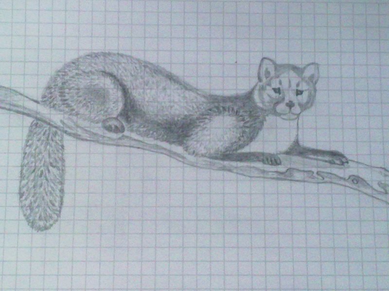 Куница рисунок