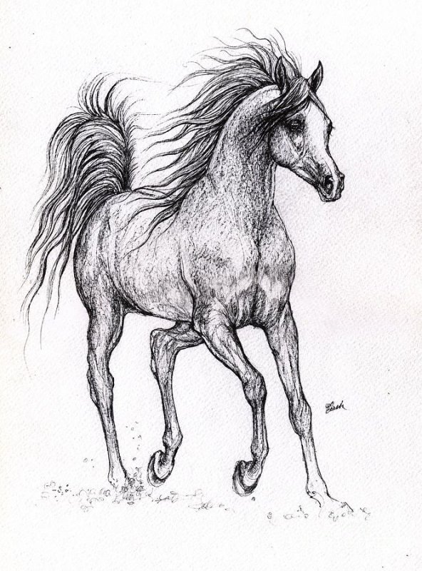Наброски лошадей карандашом