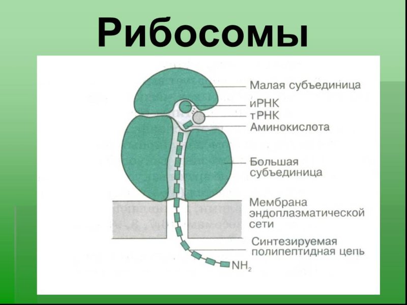Строение рибосомы растительной клетки