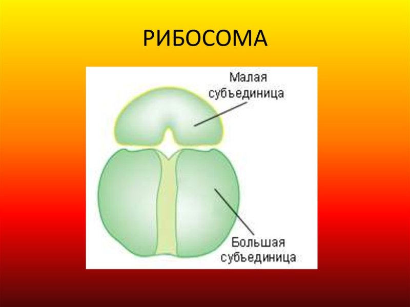Рибосомы строение рисунок