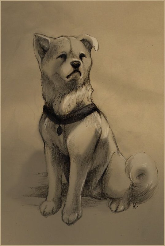 акита ину карандашом