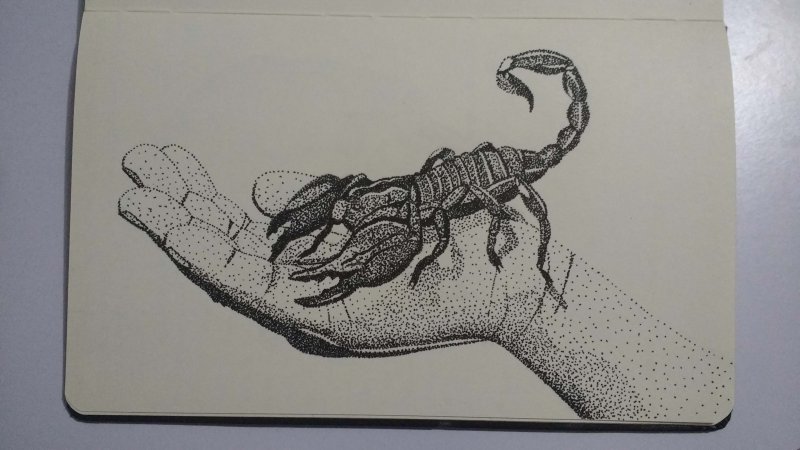 Скорпион рисунок карандашом