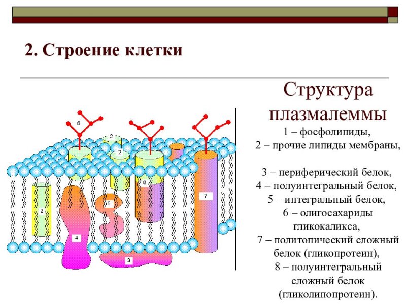Плазмалемма и клеточная стенка