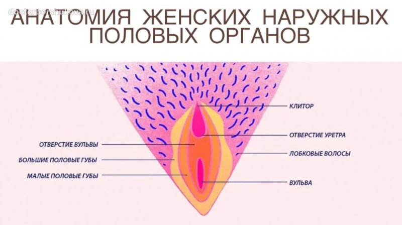 Строение женской вульвы