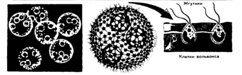 вольвокс строение клетки