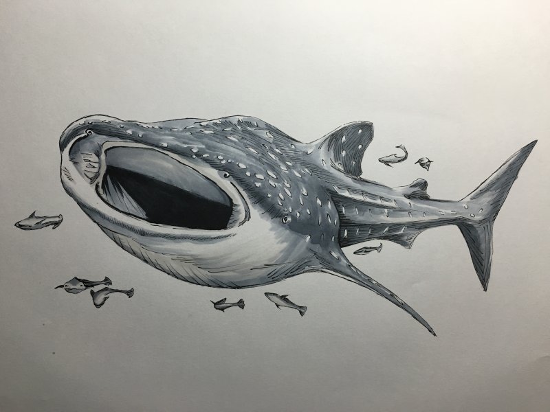 Акула рисунок