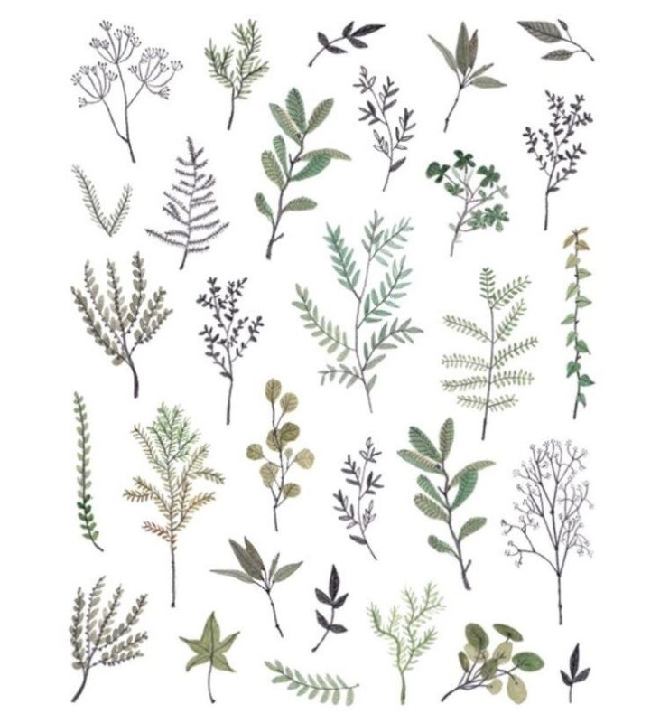 Ботанические зарисовки