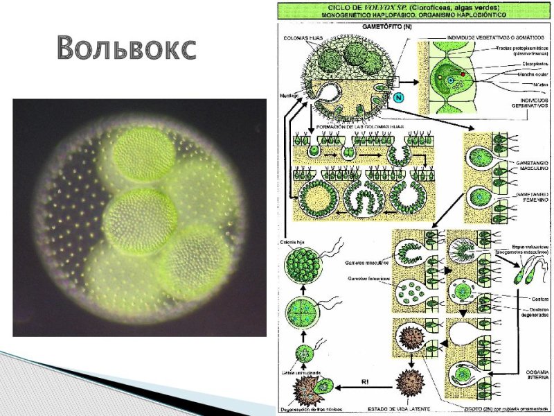 Половое размножение вольвокса