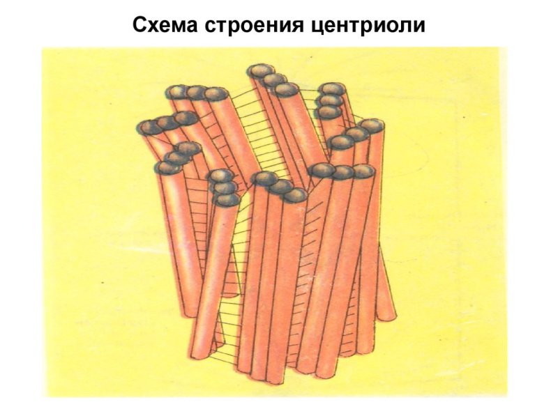 Строение центриолей клеточного центра