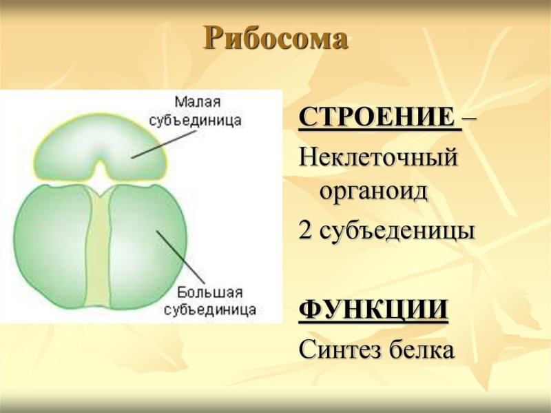 Строение рибосомы эукариотической клетки