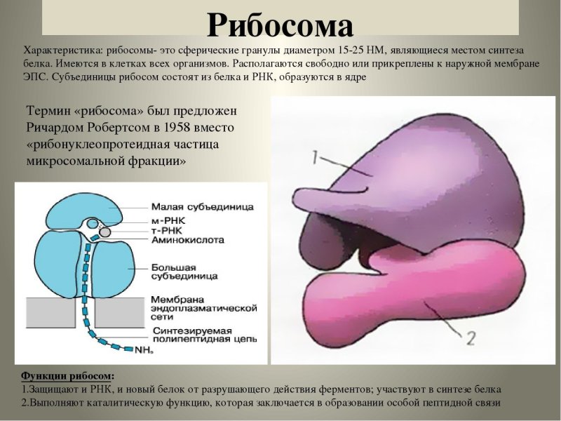 Строение рибосомы субъединицы