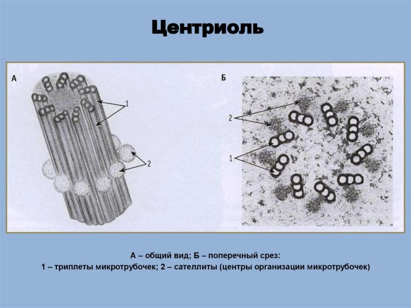 Схема строения центриоли