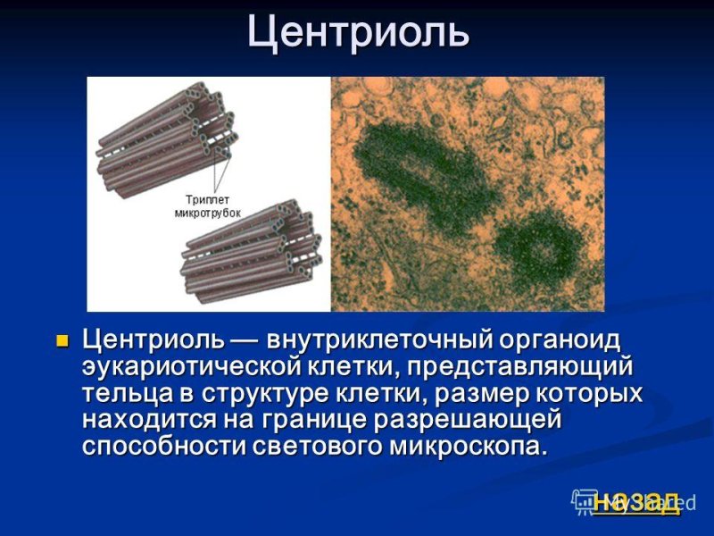 Строение центриолей клеточного центра