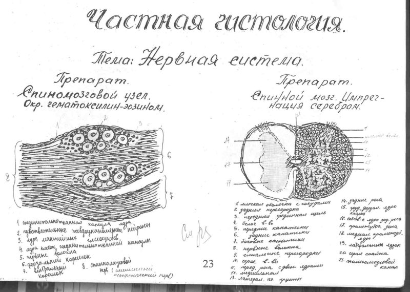 Альбом по гистологии