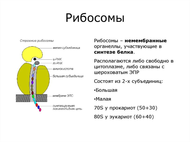 Строение рибосомы