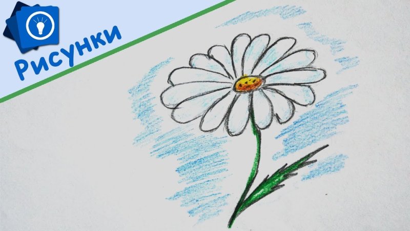 Ромашка карандашом