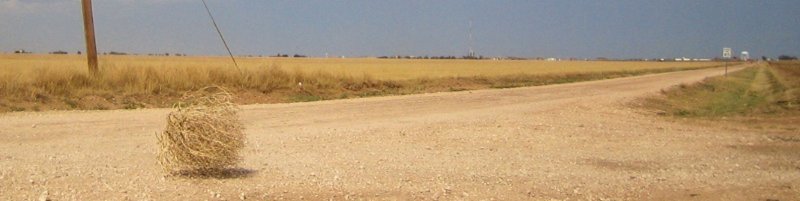 Перекати-поле растение в пустыне