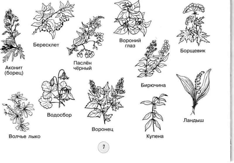 Лекарственные и ядовитые растения