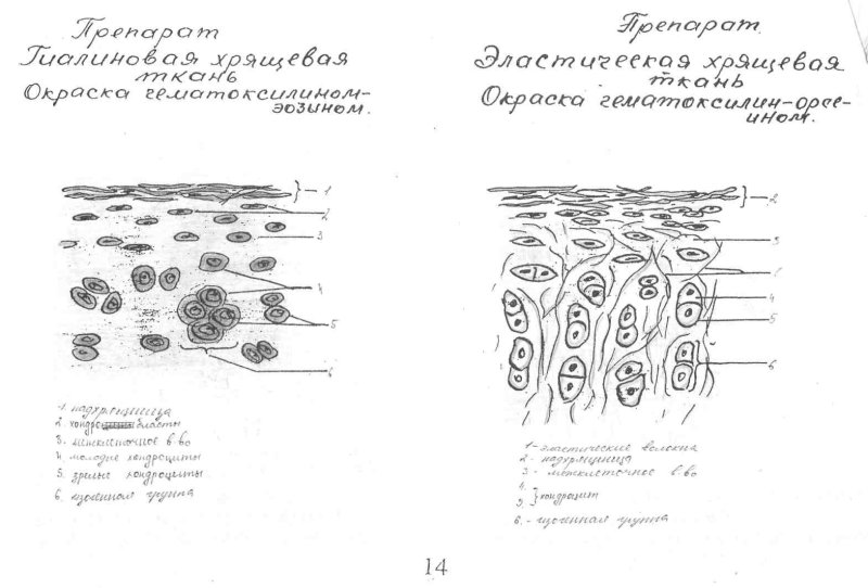 Рисунки по гистологии для альбома