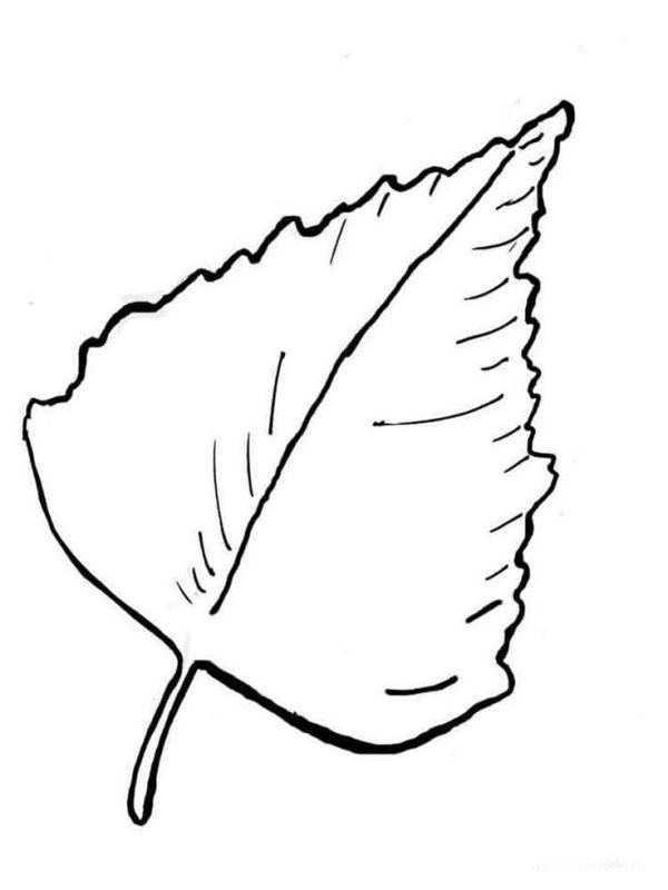 лист береза