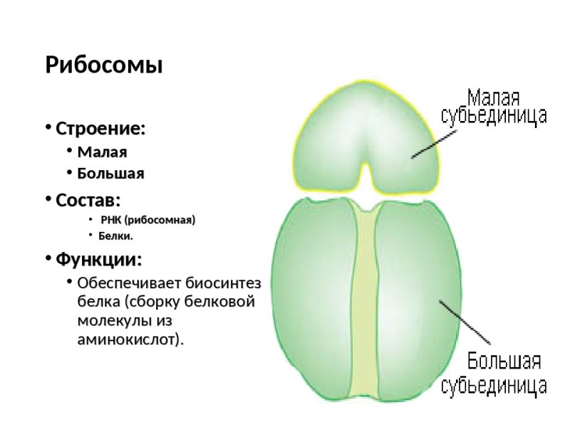 Строение рибосомы 10 класс