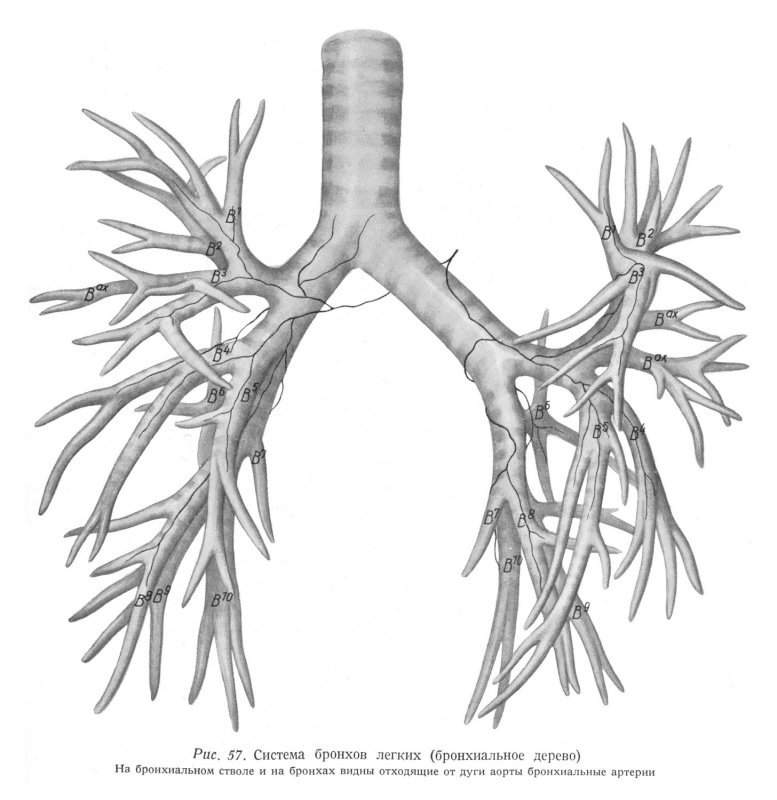 Бронхиальное дерево Синельников