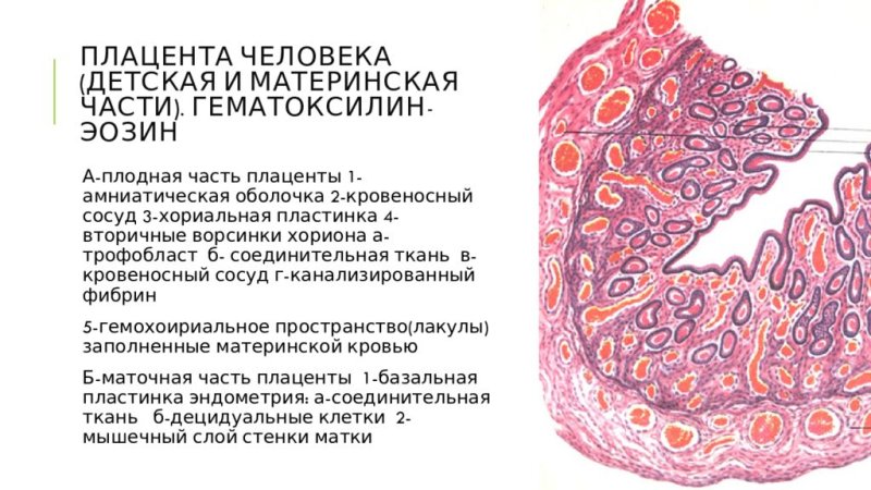 Материнская часть плаценты гистология