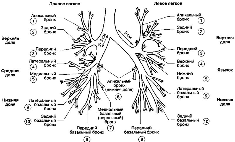 Сегментарное строение бронхов кт