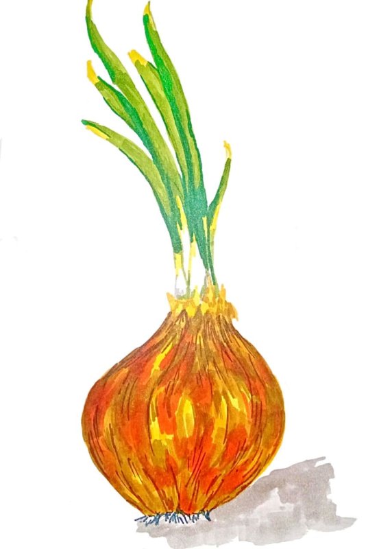 Луковица рисунок