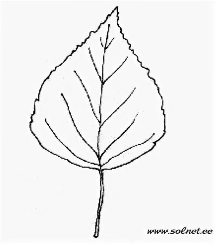 Берёза листья