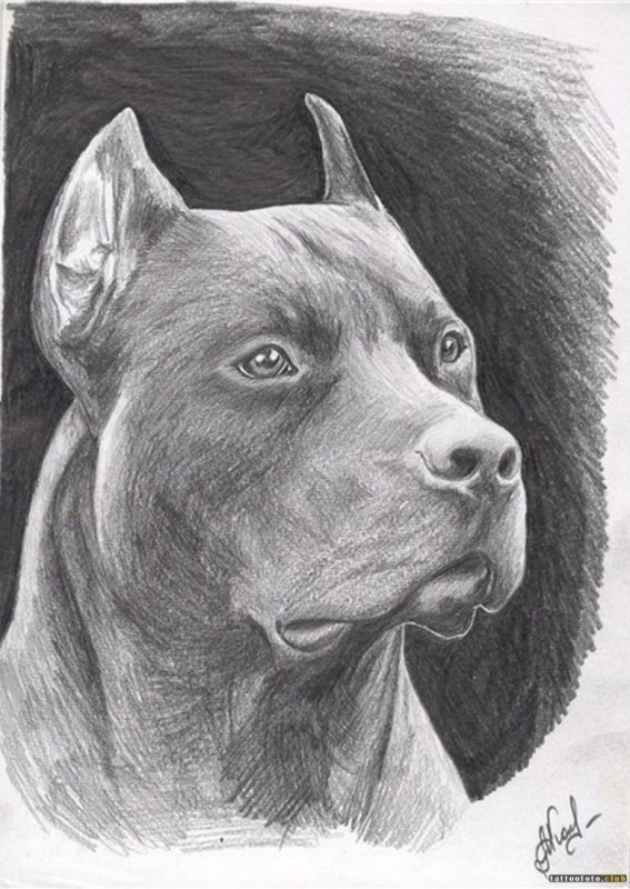 Рисунок питбуля