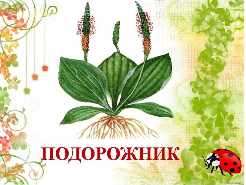 Лекарственные растения в детском саду