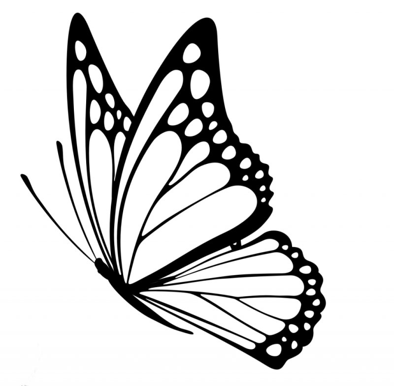 Рисунки бабочек для срисовки