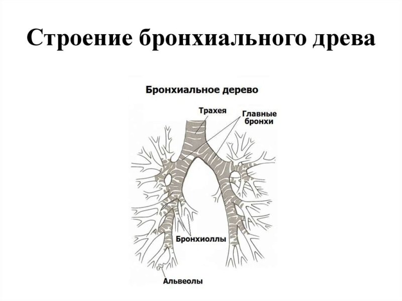 Строение бронхиального дерева анатомия