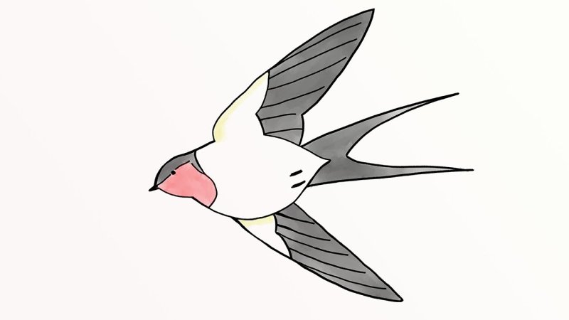 Ласточка рисунок карандашом