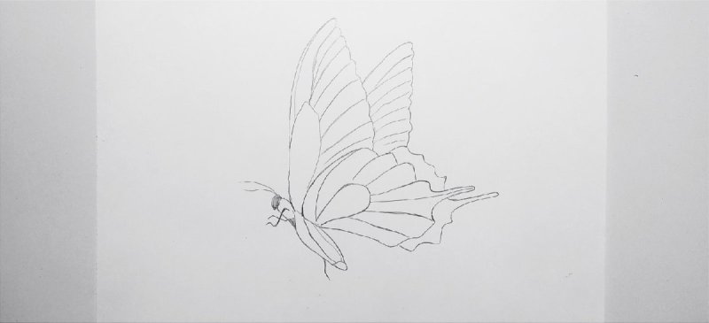 Бабочка рисунок карандашом боком