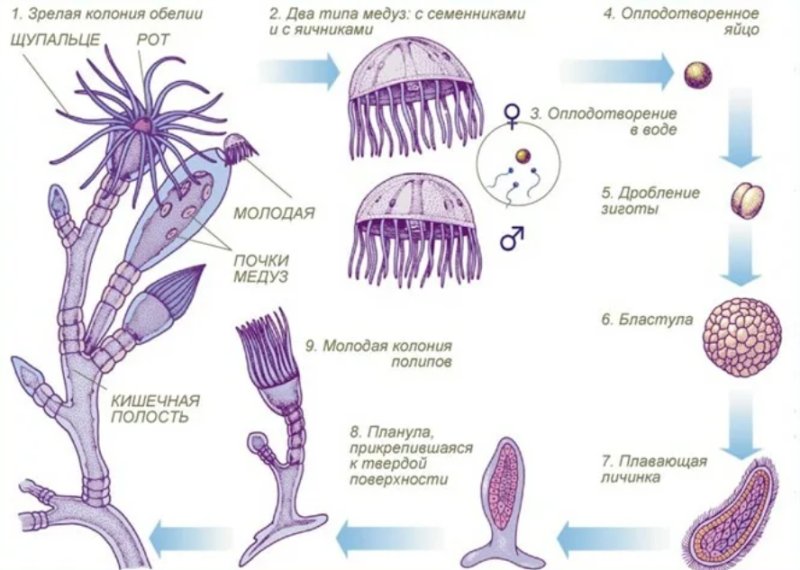 Жизненный цикл обелия медуз