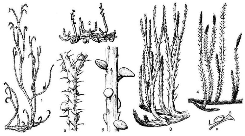 Protolepidodendron scharianum
