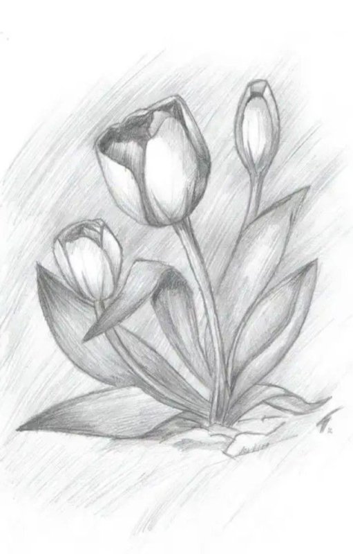 Рисунки цветов карандашом