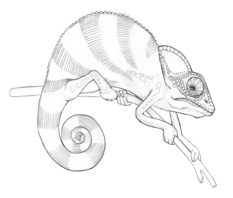 хамелеон раскраска