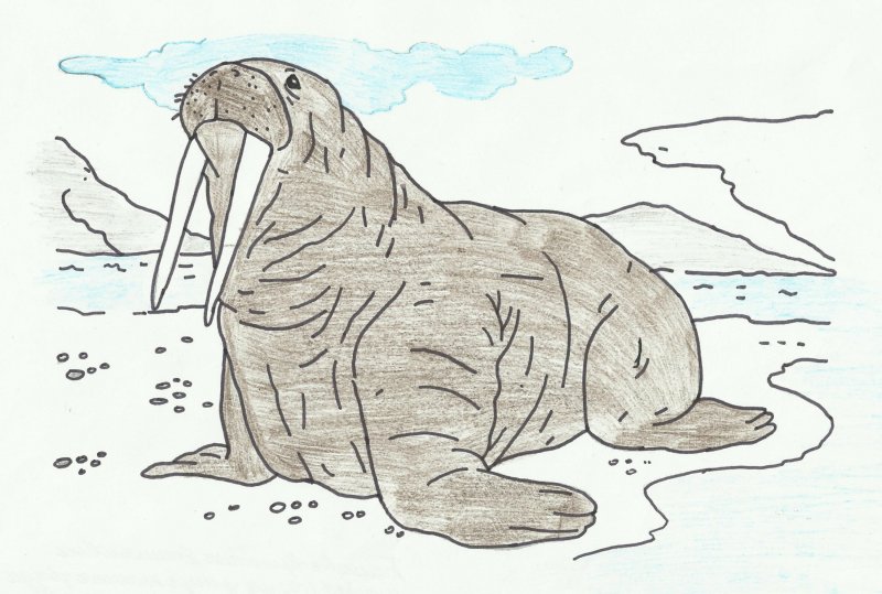 Атлантический морж раскраска