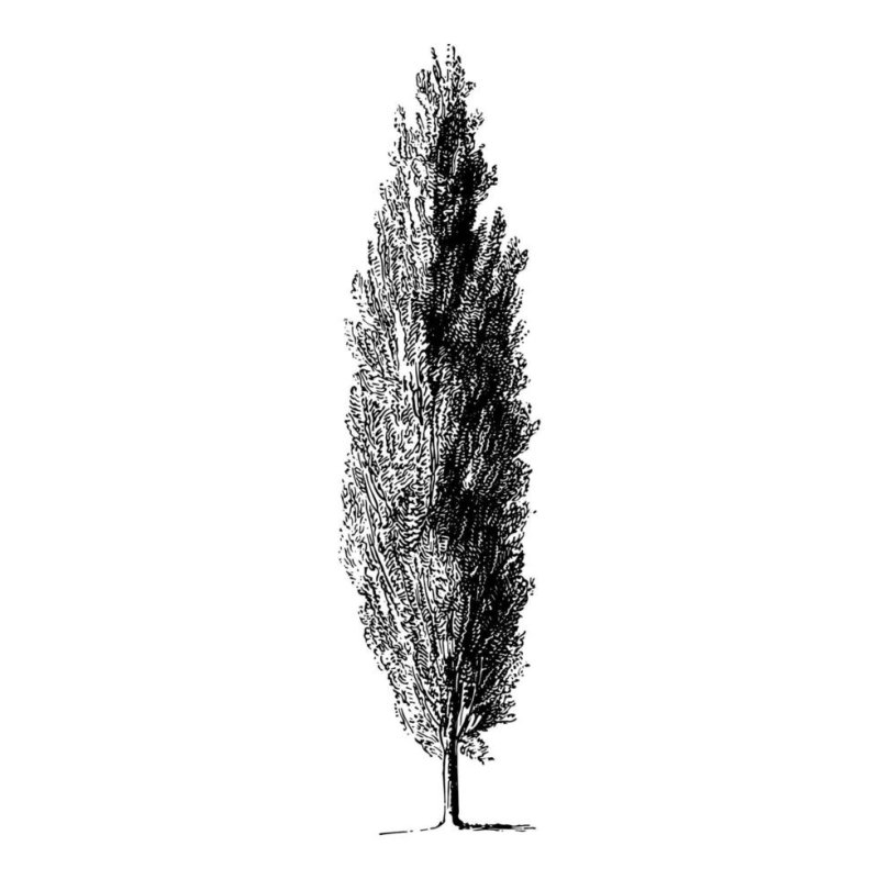 Cupressus sempervirens