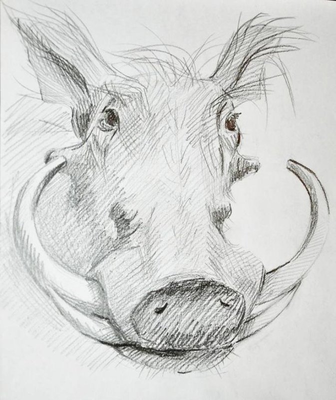 Нарисовать кабана