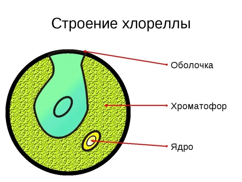 Схема строения клетки хлореллы