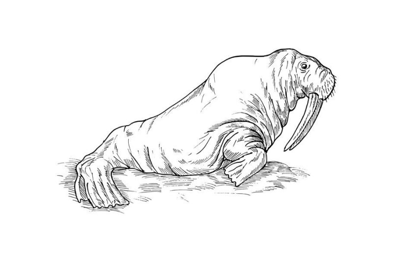 Морж эскиз