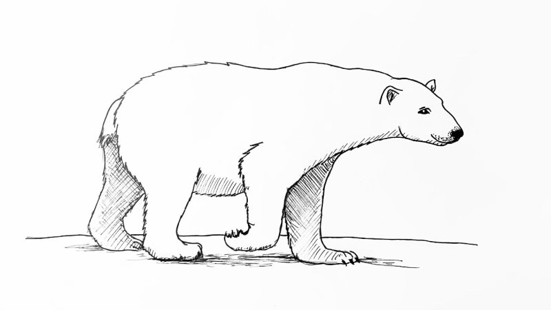 Медведь рисунок карандашом