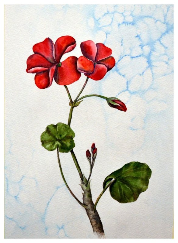 герань акварель