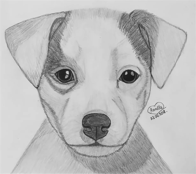 Джек Рассел рисунок для срисовки