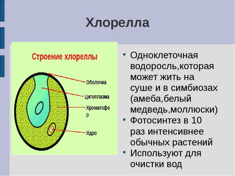 Одноклеточная водоросль хлорелла строение
