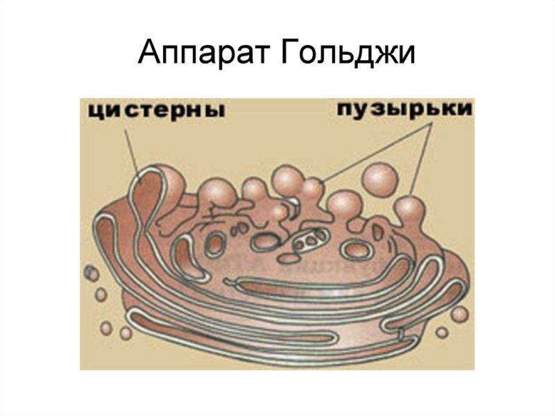 Органелла аппарат Гольджи